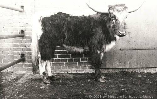 Yak-Rind-Kreuzung (Foto von 1902)
