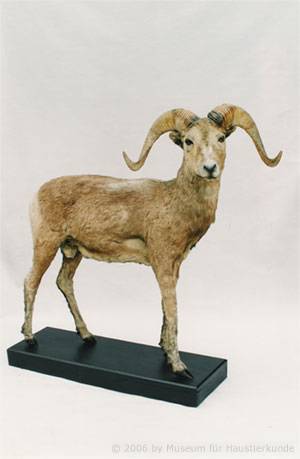 Argali - grtes Wildschaf