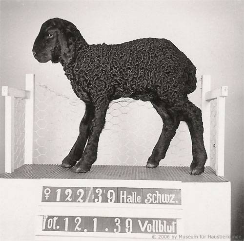 Karakulschaf - Foto von 1939