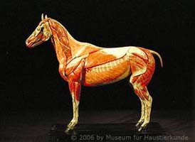 Pferdemodell von Auzoux