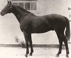 Vollblüter Dark Ronald