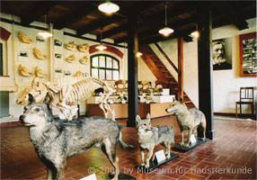 Dermoplastiken von Kreuzungen Schäferhund und Schakal