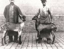 Hessische Ziegen (Foto von 1913)