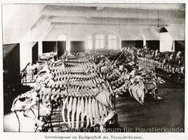 Sammlungssaal im Institut für Tierzucht 1915