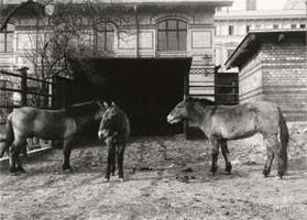 Wildpferde przewalskii (Foto von 1911)